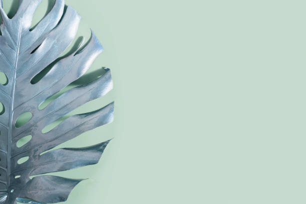 Tropical palm leaf Monstera on green. Abstract pattern for design.