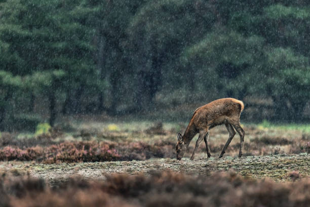 istock Grazing red deer doe in rain. 1178352175