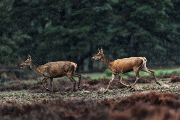 istock Two red deer doe running in rainy heather landscape. 1178352177