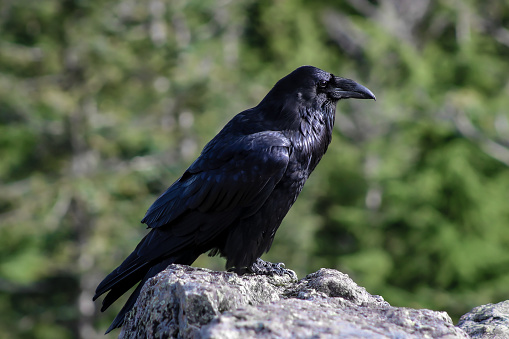 Close up of a Raven on Dog Mountain, Vancouver, BC