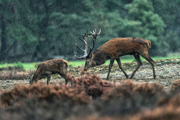 istock Red deer stag chasing female on a rainy autumn day. 1178352216