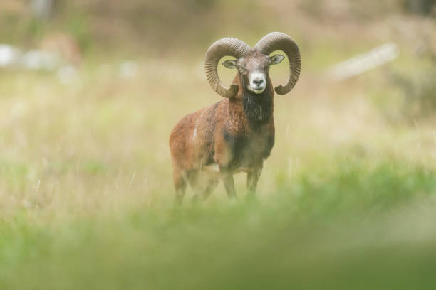Mouflon buck in field with tall grass.