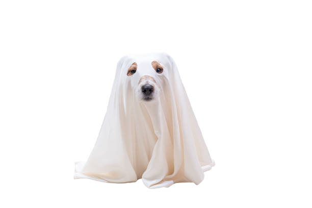 perro lindo bajo la manta blanca como traje de fantasma de halloween - pet clothing fotografías e imágenes de stock