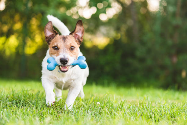 glücklicher und fröhlicher hund spielen holen mit spielzeugknochen auf hinterhof rasen - hausgarten fotos stock-fotos und bilder
