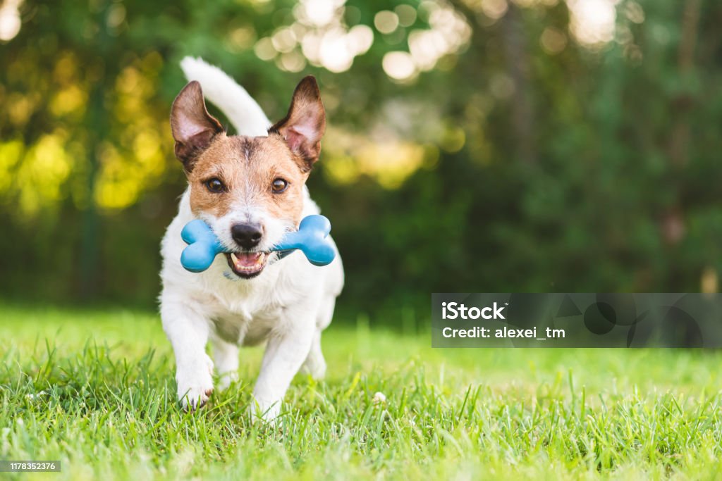Happy and cheerful dog playing fetch with toy bone at backyard lawn Jack Russell Terrier playing on green grass Dog Stock Photo