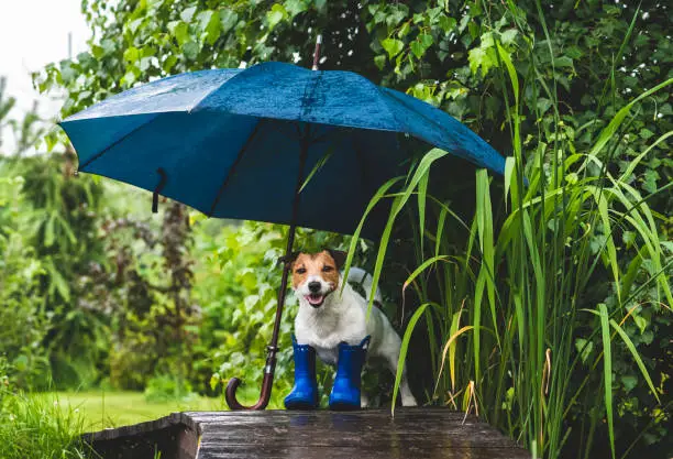 Photo of Funny concept of bad rainy weather with dog in wellington boots under umbrella