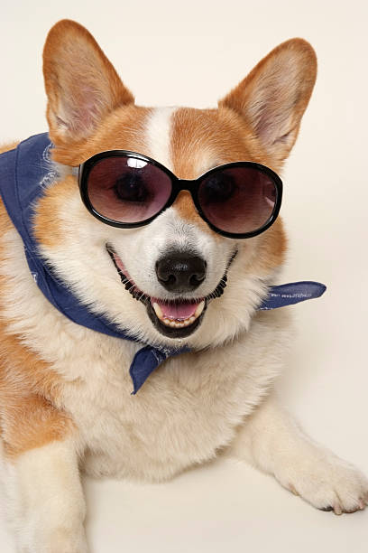 istock Isolated shot of Welsh corgi on white background 117835252