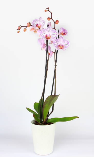 istock Phalaenopsis orchid potted isolated on white 1178352639