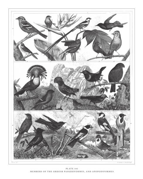 mitglieder der orden passeriformes und apopodiformes, gravur antike illustration, veröffentlicht 1851 - fichtenzeisig stock-grafiken, -clipart, -cartoons und -symbole