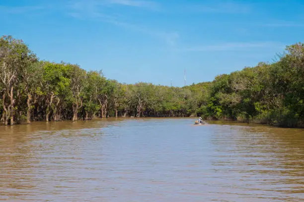 Photo of The flooded forest grows in the lowlands of Tonle Sap the largest freshwater lake in Southeast Asia, Siem Reap, Cambodia.