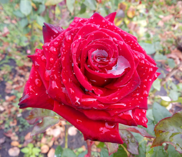istock Rose flower with dew drops on the petals. 1178355302