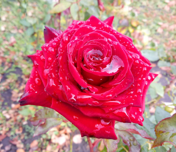 istock Rose flower with dew drops on the petals. 1178355307