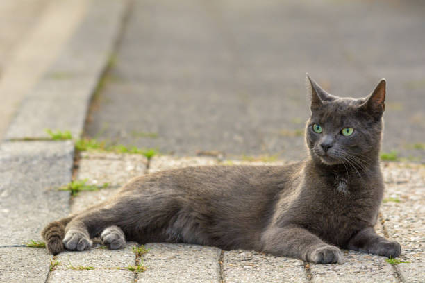 istock A grey cat lies on a sidewalk 1178358294