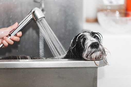 Tibetan terrier dog gets a bath at the groomer in stainless steel bathtub, selective focus