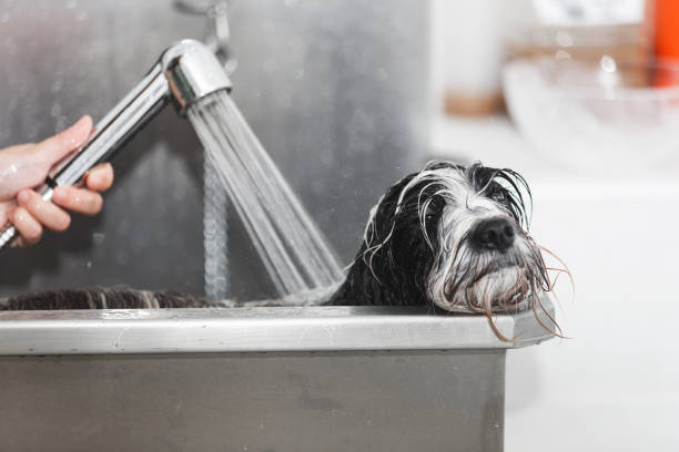 Tibetan terrier dog gets a bath at the groomer in stainless steel bathtub Tibetan terrier dog gets a bath at the groomer in stainless steel bathtub, selective focus pet grooming salon stock pictures, royalty-free photos & images