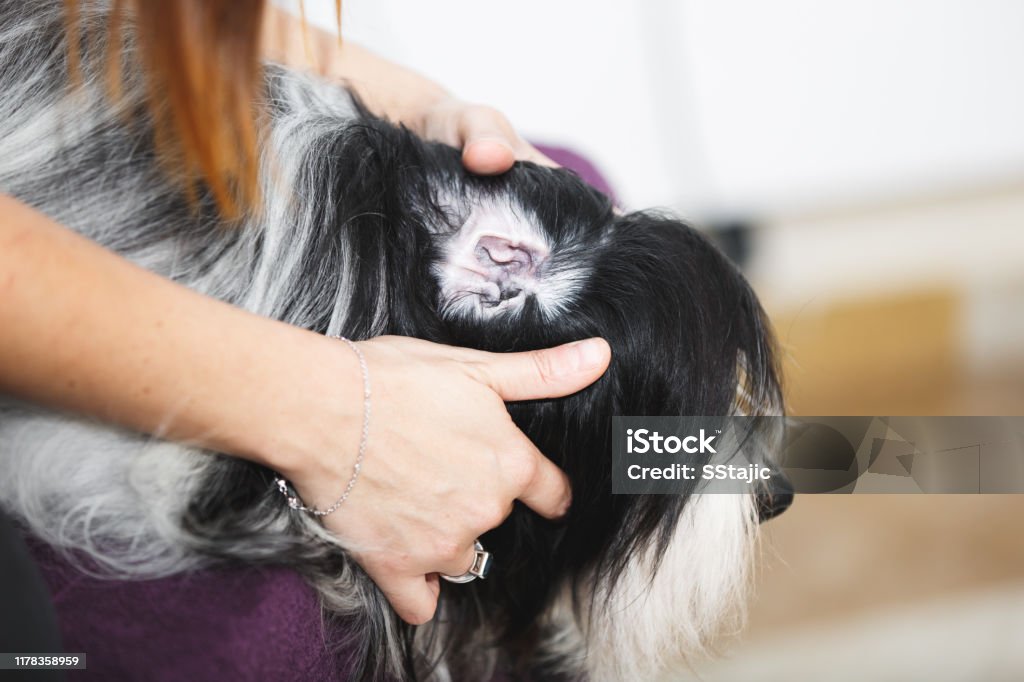 Vet examining ear of a dog in veterinary clinic Vet examining ear of a dog in veterinary clinic, selective focus Adult Stock Photo