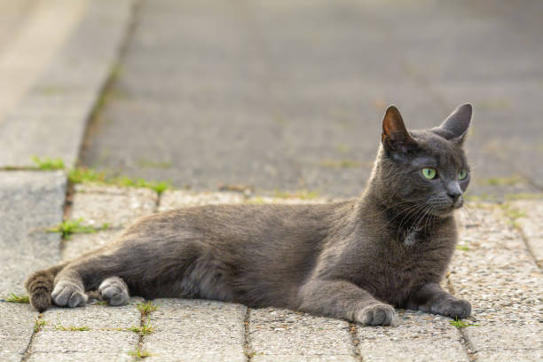 istock A grey cat lies on a sidewalk 1178359115