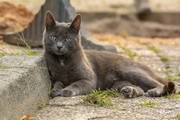 istock A grey cat lies on a sidewalk 1178359137