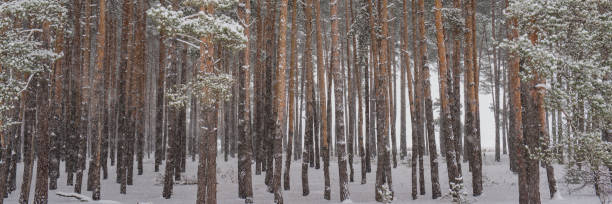 pine tree trunks covered with snow in the forest. - lumber industry cold day forest imagens e fotografias de stock