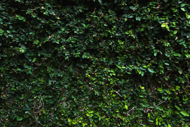 istock Green leaf wall texture background. Vine on the wall. 1178359354
