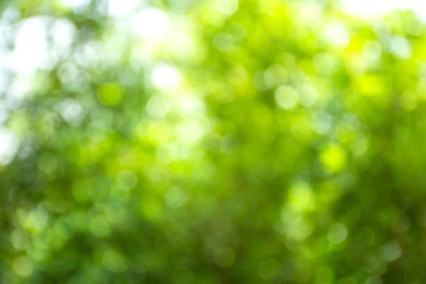 istock Abstract blurred green leaves nature background. 1178359475