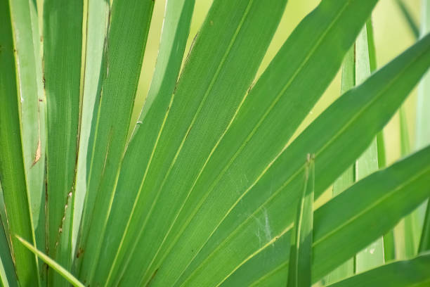 istock Palm tree leaf radiating like rays out from the centre in the a Sunny day with the Sunrays falling on the leaf- in close up macro style 1178360416