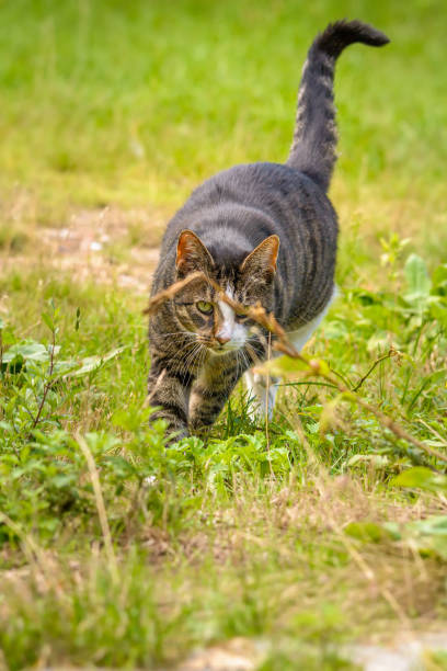 istock A cat walks in the grass 1178360469