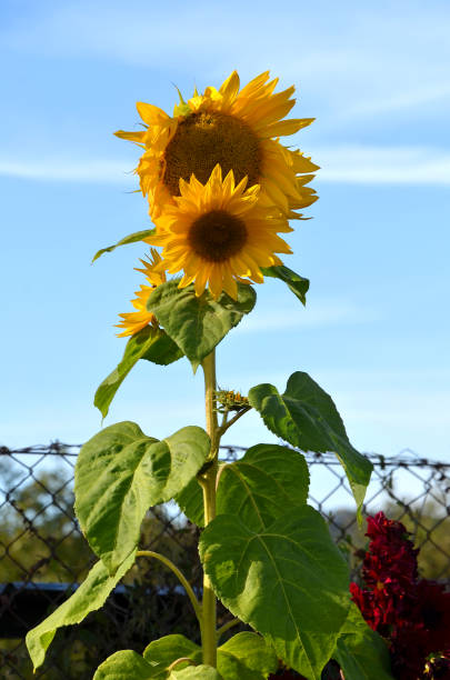 istock Self-drawn sunflower in the garden 1178360485