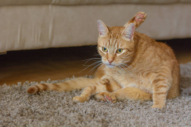 istock A red cat looks on attentively 1178360928