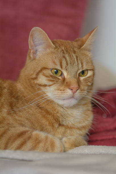 istock A red cat lies on a sofa 1178361690
