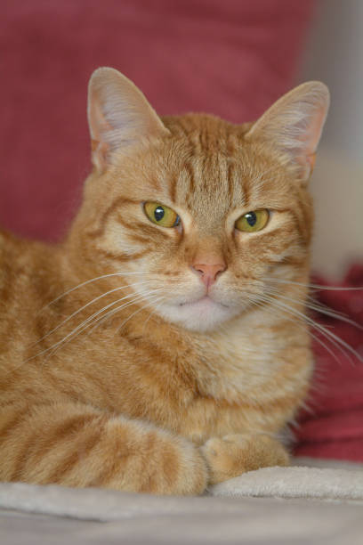 istock A red cat lies on a sofa 1178362056