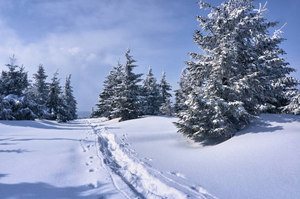 istock Walking trail buried under snow in the Jizera Mountains 1178362216