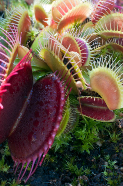istock Venus Fly Trap Plant : From above 1178362384