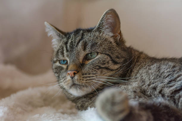 istock A grey tiger cat lies on a sofa 1178362418