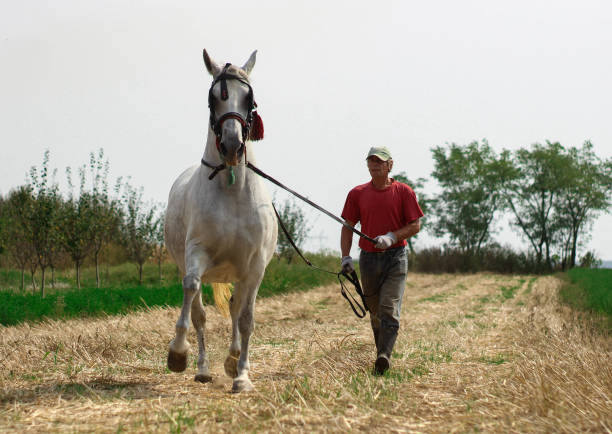 istock horseman walking with horse 1178362432