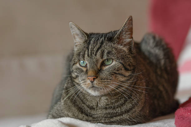 istock A grey tiger cat lies on a sofa 1178362473