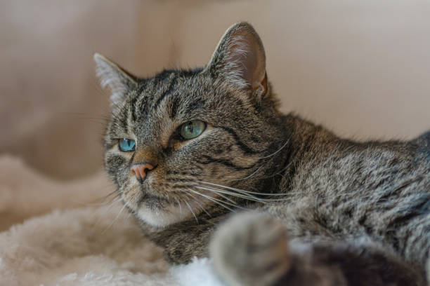 istock A grey tiger cat lies on a sofa 1178363481