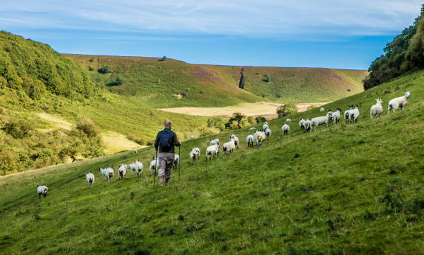 pastor masculino do caminhante nas montanhas - shepherd - fotografias e filmes do acervo