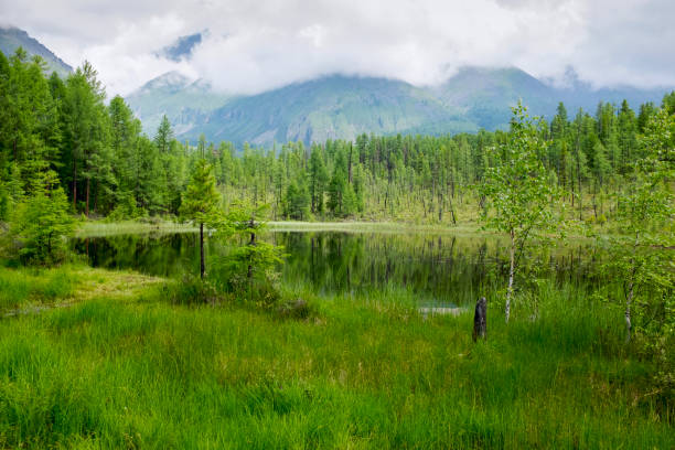 Taiga de verano. - foto de stock