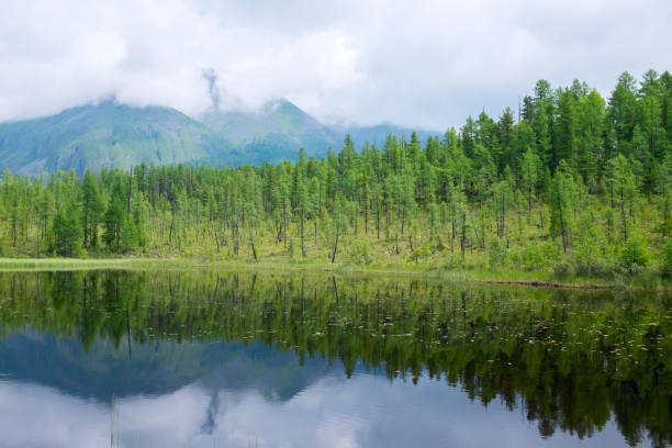 Taiga de verano. - foto de stock