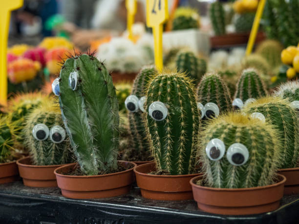istock Funny cactus with eyes in a market 1178365110