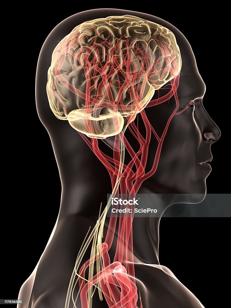 Ludzki mózg - Zbiór zdjęć royalty-free (Anatomia człowieka)