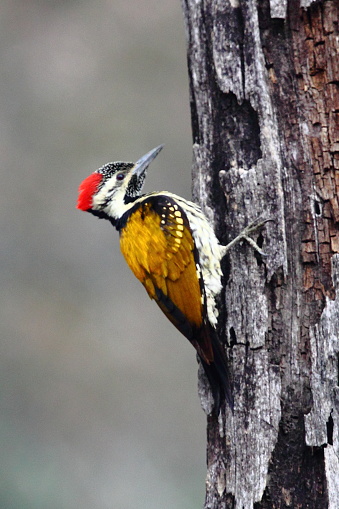 Uttar Pradesh, North India - January 17, 2017: A Lesser Goldenback Woodpecker photographed in its natural environment.