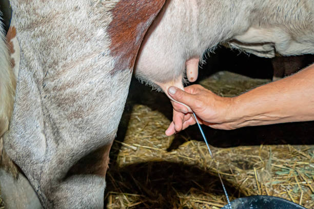 istock Manually Milking of Cows 1178366066