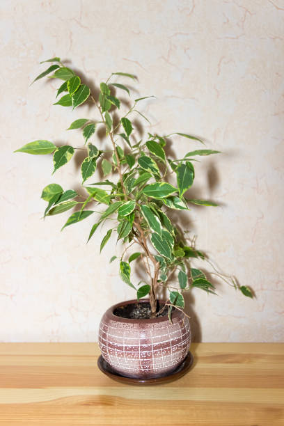istock Ficus Benjamina. House plant.  Floral background. 1178366148