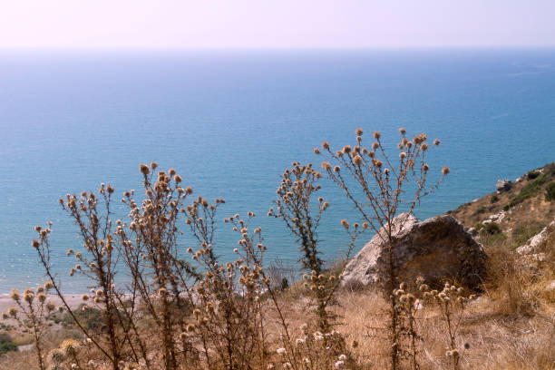 Dry thistle flowers growing in the mountains in front of the blue sea in the soft sunlight