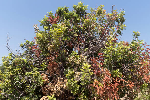 istock Big bush in front of blue sky 1178366549