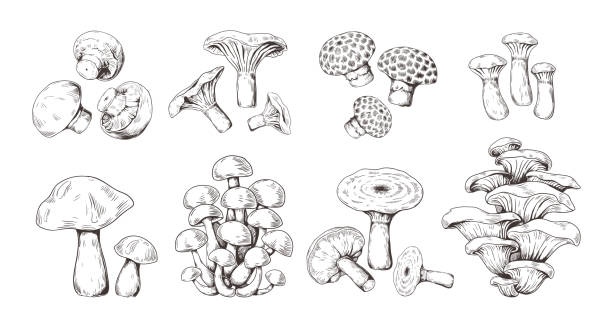 hand gezeichnete pilze. vintage skizze von shiitake champignon pilz pfifferling, isoliertbiotische lebensmittel. vektor-doodle-set - pilz stock-grafiken, -clipart, -cartoons und -symbole