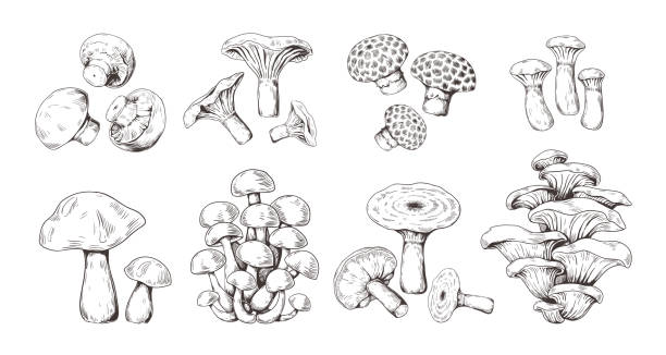 illustrazioni stock, clip art, cartoni animati e icone di tendenza di funghi disegnati a mano. schizzo vintage di shiitake champignon fungus chanterelle, cibo biologico isolato. doodle vettoriale - fungo commestibile