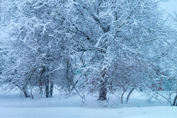 istock Winter background with snow on branch tree 1178367515